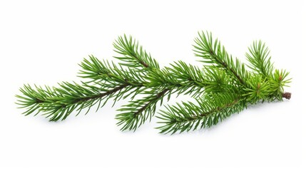 Pine branch isolated on white
