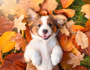 A dog is lying happily on fallen leaves, maple leaves, from an overhead perspective.