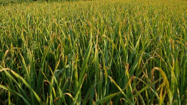 Matured garlic plant field agricultural farming. Garlic vegetable dying green leaf.