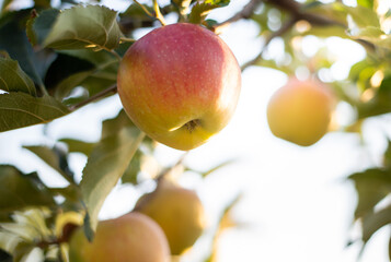Red apple in a tree during autumn