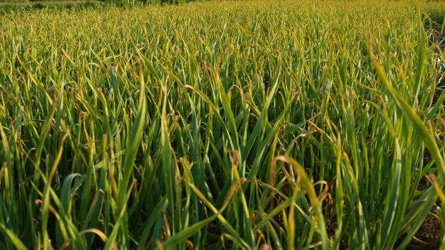 Panning over matured garlic plant field agricultural farming. Garlic vegetable dying green leaf.