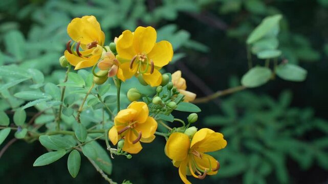 Senna tora (Cassia tora, Sickle Senna or Sickle Wild) is a leguminous plant. Traditional medicine. Beautiful green yellow senna spectabilis bicapsularis flower in chengdu