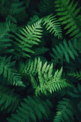 Lush Green Fern Leaves in Natural Forest Setting with Soft Light and Shadows