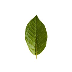 Fototapeta premium photo of coffee leaves with a transparent background. It can be used as graphic design