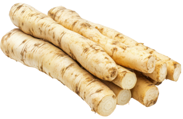 Large burdock roots stacked on transparent background. Thick, dark beige roots with rough surface.