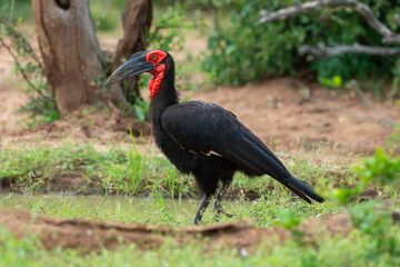 Obraz premium Bucorve du Sud, Grand calao terrestre, Bucorvus leadbeateri, Southern Ground Hornbill
