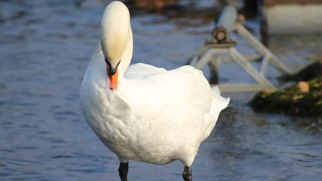 cigno davanti al lago