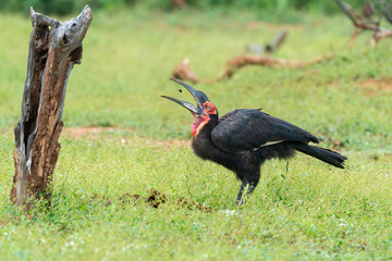 Bucorve du Sud, Grand calao terrestre, Bucorvus leadbeateri, Southern Ground Hornbill