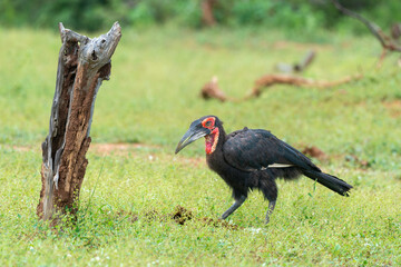 Bucorve du Sud, Grand calao terrestre, Bucorvus leadbeateri, Southern Ground Hornbill
