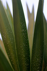 Vegetation in an urban park