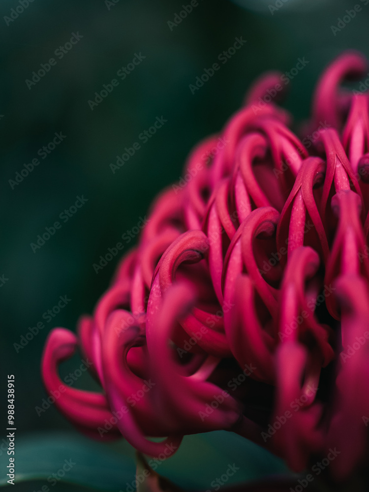 Poster Waratah flower