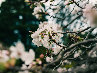 Fototapeta premium Spring blossom