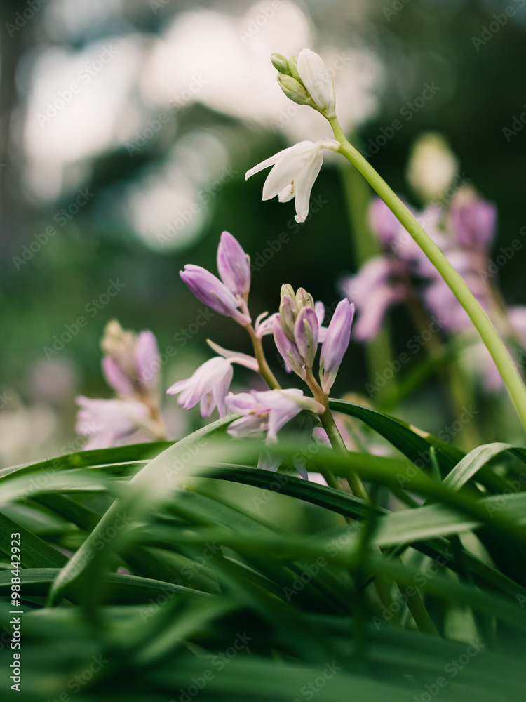 Canvas Prints Spring flowers in the garden