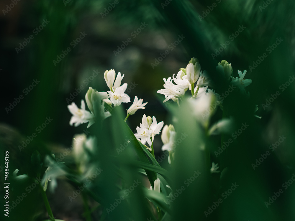 Poster Spring flowers in the garden