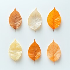 Fototapeta premium Autumn Leaves Collection: Top View of Six Colorful Leaves for Seasonal Decor and Nature Art