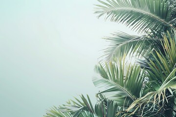 Fototapeta premium Green Palm Leaves Against a Light Blue Sky