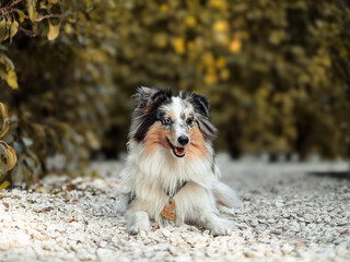 The beautiful Shetland Sheepdogs In the park. Landscape with a pet. Pet training, cute dog, smart dog.