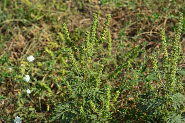 Dangerous plant ragweed pollen, Ambrosia shrubs that causes allergic reactions, allergic rhinitis.