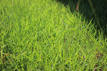 grass and sunlight and shadow close up