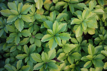 green leaves of botanic plant close up