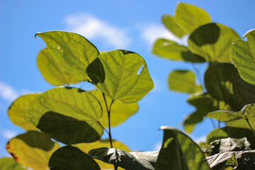 cloud sky and round leaves plant early autumn greenish