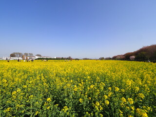 Obraz premium yellow blooming flowers field in spring and blue sky