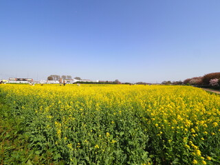 yellow blooming flowers field in spring and blue sky
