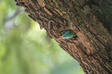 Blue-throated Barbet chick looking outside from the tree hole that is its nest. 