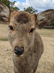 Fototapeta premium portrait of deer