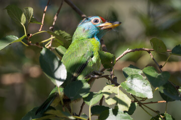 Blue-throated Barbet juvenile perching in the bush in its natural habitat.  