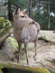 beautihul deer in forest