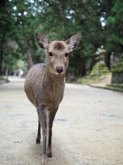 cute deer looking at camera.