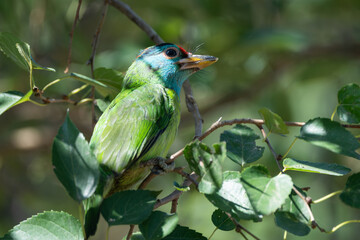 Blue-throated Barbet juvenile perching in the bush in its natural habitat.  