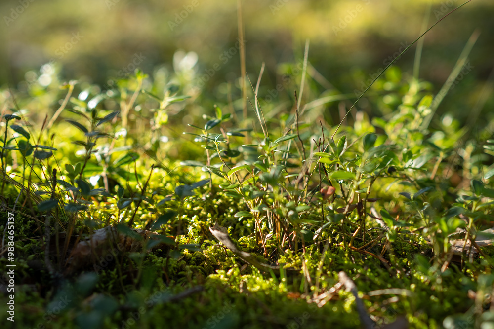 Poster Sunlight filters through trees, illuminating vibrant moss and tiny plants on the forest floor, creating a peaceful and natural atmosphere