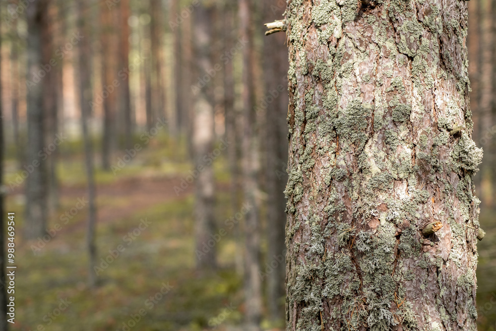 Aufkleber Textured tree bark stands out in a peaceful forest setting, surrounded by tall trees and dappled sunlight
