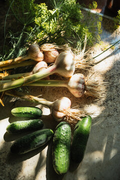 Homegrown vegetables with dill plant at home