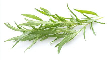 Obraz premium sprig of tarragon herbs on white background
