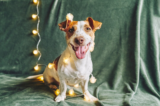 Jack Russell Terrier dog with illuminated string lights on green backdrop