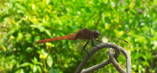 Orthetrum chrysis Dragonfly Sitting on Fencing Wire
