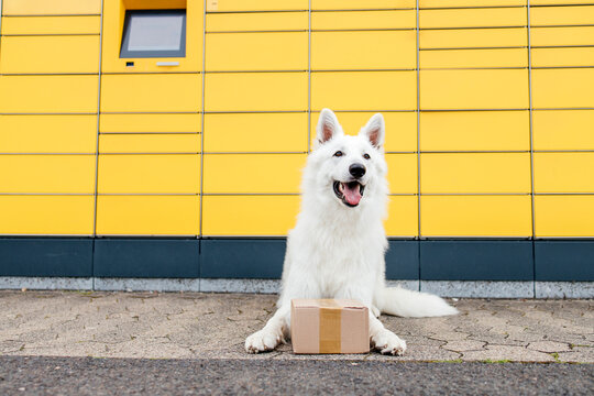 White dog with parcel box sitting near terminal