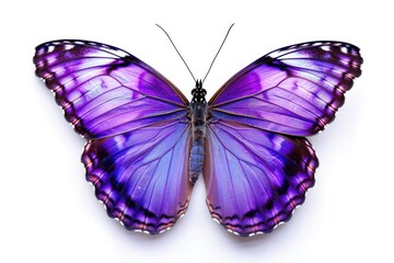 Obraz premium Butterfly Purple. Beautiful Purple Butterfly Isolated on White with Blue Morpho Wings
