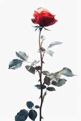 A single red rose sits atop its stem, ready to be used in various designs and arrangements