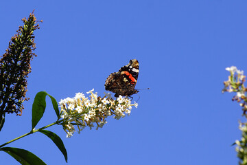 Red admiral (Vanessa atalanta), family Nymphalidae on white flowers of a summer lilac (Buddleja davidii). Blue sky, Dutch garden, Late summer, autumn, September.