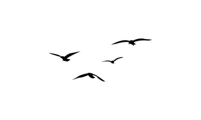Obraz premium Flying Birds Vector Illustration Collection. 
