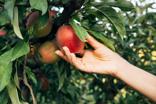 Hand of woman picking apple in orchard