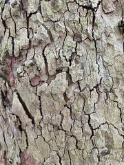 Closeup of platania hispanica bark