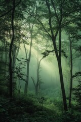 Obraz premium Sunlight Filtering Through Dense Forest Trees Creating a Serene and Mystical Atmosphere