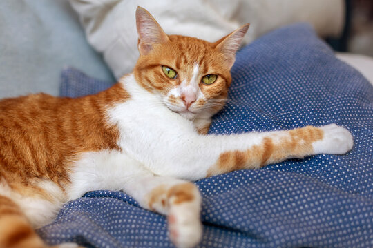 Cat lying near pillow in bed