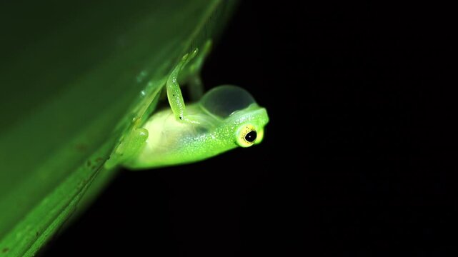 The Tobago Glass frog Hyalinobatrachium orientale tobagoense. An endemic subspecies of glass frog found only on Tobago and not Trinidad. A small green frog crouches on a leaf at night and sings.