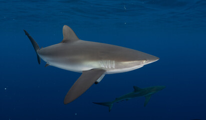 a close up of a shark